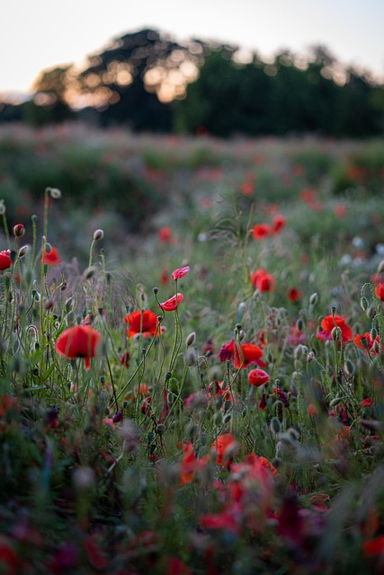 vally of flower